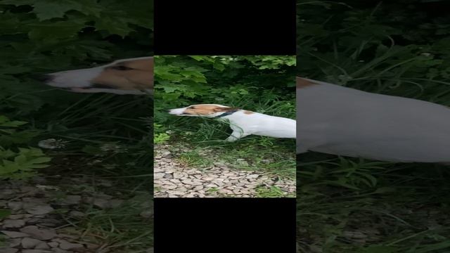 Джонник кушает травку