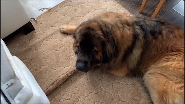 Леонбергер Михей 4 года 85кг. Leonberger Micah 4 Years 85kg