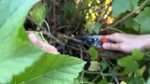 ОБРЕЗКА ЧЁРНОЙ СМОРОДИНЫ ЛЕТОМ ДЛЯ УВЕЛИЧЕНИЯ УРОЖАЯ