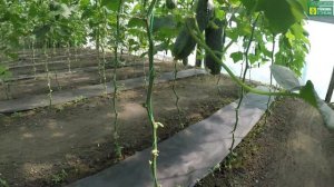 Огурец Лютояр F1. Плодоношение на пасынках. 29 июня 2017 года