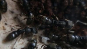 Odontoponera transversa. Уход и содержание муравьев.