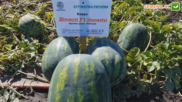 Династі F1 Кавун ( Hollar Seeds ) Культура в полі смотреть онлайн