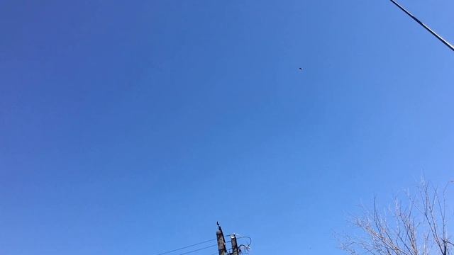 Инбридинг и линейное скрещивание голубей