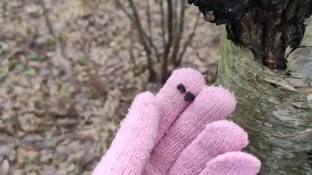 VLOG. В ПОИСКАХ ЧАГИ. Красивый лесной влог. Прогулка в лесу с папой братом и сестрой. #forest #vlog смотреть онлайн