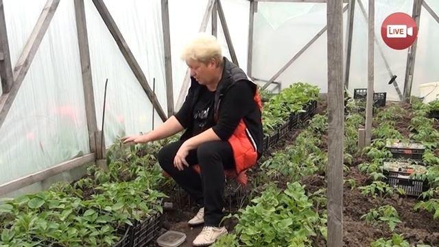 Блог садовода и огородника Светланы Кацаповой 81 вып (помидоры, перцы, огурцы, петунии)