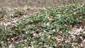 ПЕРВОЦВЕТАМИ И ЗА ВЕСНОЙ - ПРОГУЛКА ПО РЕКЕ УБИН