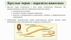 Тип Плоские черви. Тема 8. Многообразие круглых червей