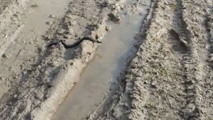 Змеи на и у дороги