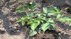 Видео обзор бесшипной ежевики Бжезина и Полар