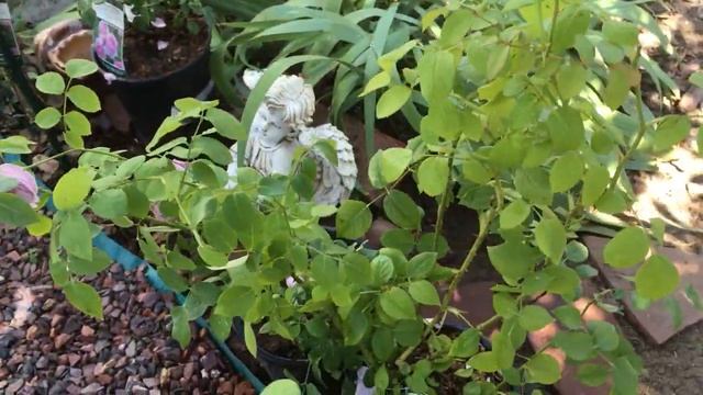 Роза Спирит оф Фридом! Новинка в моем саду. Роза Дэвида Остина смотреть онлайн