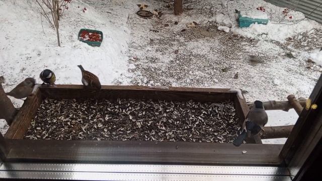 Видео для Ольги Алексеевны и всем кто нам помогает. Огромное спасибо. смотреть онлайн