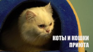 Коты и кошки приюта для бездомных животных. Витебск. Беларусь.