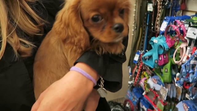 НАШ НОВЫЙ ЩЕНОК ♥︎ смотреть онлайн