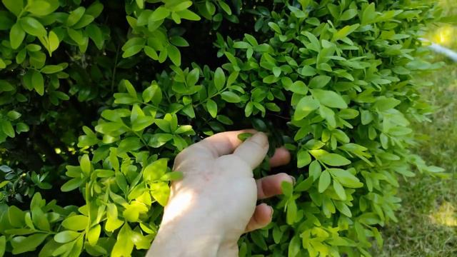 Час стригти самшит. Квітує герань Striatum