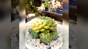 echeveria setosa diminuta.#idalisuculentas #plantas #echeveria #suculentas