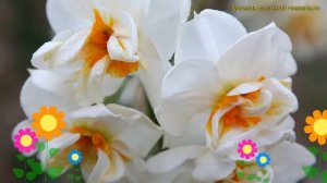 Нарцисс карлик Сэр Уинстон Черчилль. Краткий обзор, описание характеристик Sir winston churchill