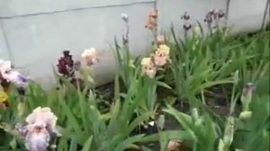 Ирис Гламазон(Блайз-07) -  серия "навороченных" сортов