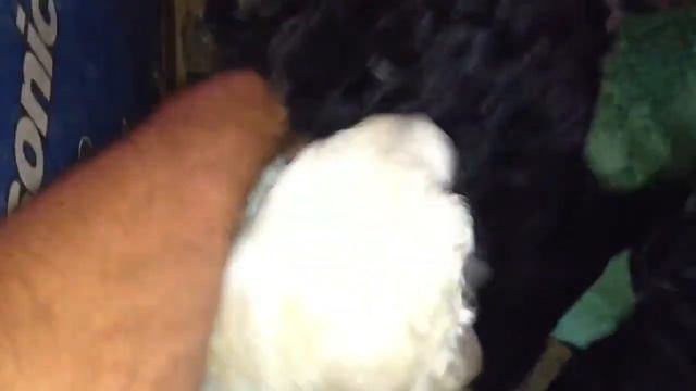 Пудель 1 месяц смотреть онлайн