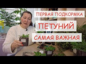 ПЕРВАЯ ПОДКОРМКА ПЕТУНИИ ПОСЛЕ ПИКИРОВКИ. ЧЕМ ПОДКОРМИТЬ РАССАДУ ПЕТУНИЙ