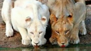 Животные альбиносы