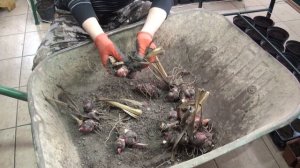 Сад Н. Дементьева. Подготовка канн к посадке часть 1