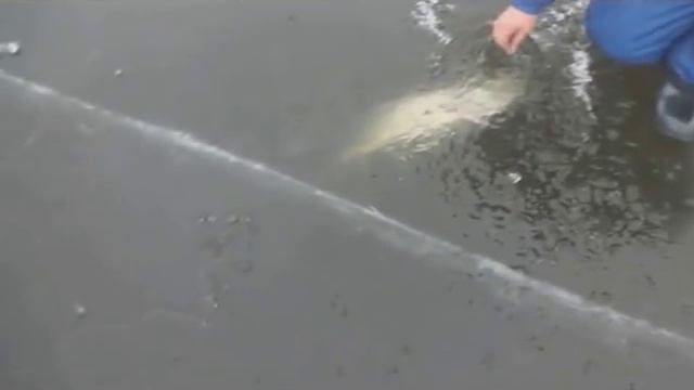Зимняя рыбалка на жерлицы. Крупная щука!!! смотреть онлайн