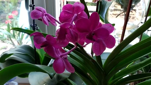 Орхидея Ванда, полив , цветение и содержание смотреть онлайн
