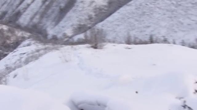 Охота на горного барана - чубуку. Выпуск 37. (05.04.10) смотреть онлайн