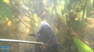 ПОДВОДНАЯ ОХОТА НА САЗАНА ОСЕНЬ 2023г