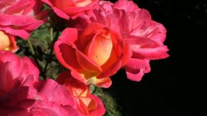 Розы немецкой селекции Tantau c названиями сортов.