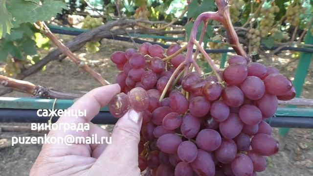 Виноград кишмиш велес- ультраранний срок созревания (Пузенко Наталья Лариасовна)