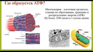 Строение мышечного волокна. Митохондрии, сателлитовые клетки. Лекция № 2. Тренеру и спортсмену.