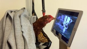 Курица смотрит передачу про животных