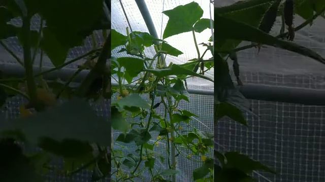 Огурцы: нехватка макро и микроэлементов смотреть онлайн