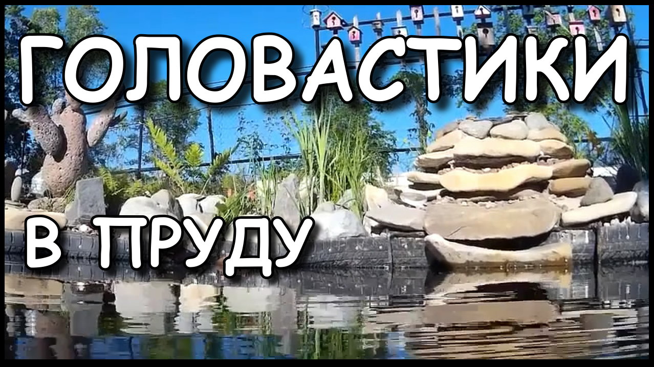 Мой дачный пруд. ГОЛОВАСТИКИ.