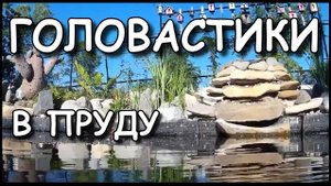 Мой дачный пруд. ГОЛОВАСТИКИ.