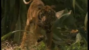 Анонс карусель "Очевидец" (13.03.2013)