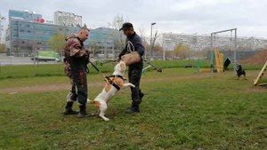 Американский стаффордширский терьер и Американский Булли занятие по защите хозяина