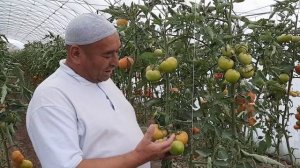 Н. Кушониён деҳаи Бофанда. Замира F1 фирма Хазера ( HAZERA)