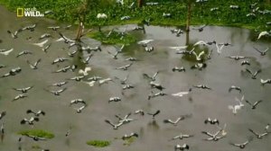 Дикая Шри-Ланка. Сезон 1. 1-я серия - Берег гигантов 1080p NatGeoWild