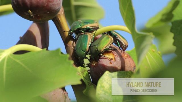 Figeater Beetle - Cotinis mutabilis - HD Video смотреть онлайн