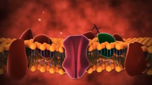 Клеточная мембрана