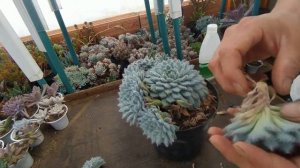 Suculenta ECHEVERIA SETOSA cuidados - Todo lo que debes saber