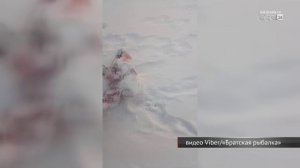 Рыбаки нашли на льду Братского водохранилища останки изюбра