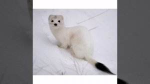 "Кырынаас кутуругун төбөтө хара буолбута" ааҕар Ольга Дмитриевна Макарова