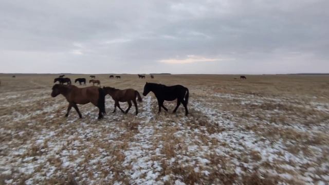 Обзор жеребят верхом на жеребце. смотреть онлайн