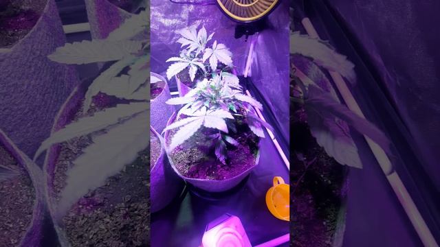 Отзыв об удобрении BLACK GOLD. 02.02.2024 fito.online смотреть онлайн