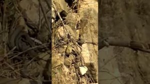 В ДАГЕСТАНЕ ЗМЕИ  ? ОЧЕНЬ СТРАШНОЕ ВИДЕО