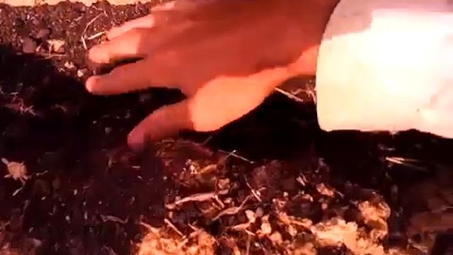 Строительство монолитного глинобитного дома Быстро и недорого С земельным наполнителем смотреть онлайн