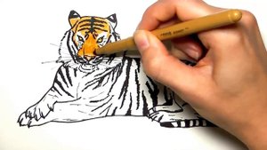 Drawing and Coloring a Tiger - How to Draw Wild Animals Color Pages for Children